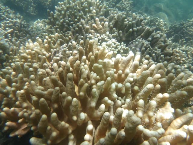 Gelombang Panas Laut Semakin Mengancam. Bagaimana Efeknya bagi Kita?